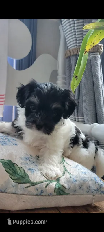 Asher – Havanese puppy for sale in Grandville, MI