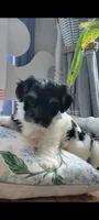 Asher, a male Havanese for sale in Grandville, MI – 1 of 2