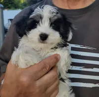 Bean, a male Havanese for sale in Grandville, MI – 2 of 2