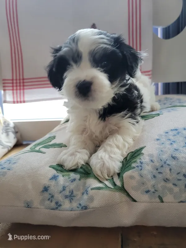 Bean – Havanese puppy for sale in Grandville, MI