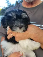 Asher, a male Havanese for sale in Grandville, MI – 2 of 2
