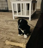 Bo , a male Aussiedoodle for sale in Pittsburgh, PA – Photo 8 of 9