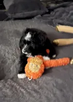 Bo , a male Aussiedoodle for sale in Pittsburgh, PA – Photo 9 of 9