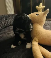 Bo , a male Aussiedoodle for sale in Pittsburgh, PA – Photo 5 of 9