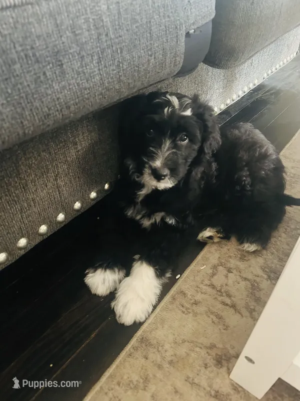 Bo  – Aussiedoodle puppy for sale in Pittsburgh, PA