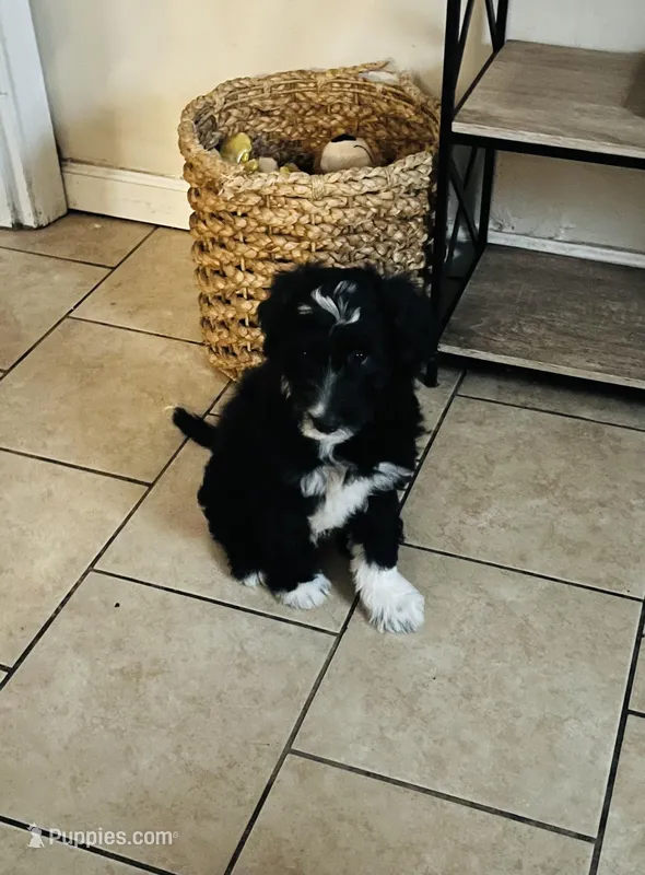 Bo  – Aussiedoodle puppy for sale in Pittsburgh, PA