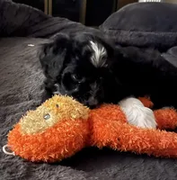 Bo , a male Aussiedoodle for sale in Pittsburgh, PA – Photo 2 of 9