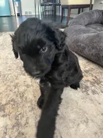 Tiny , a  Aussiedoodle for sale in Pittsburgh, PA – Photo 4 of 7