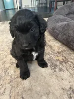 Tiny , a  Aussiedoodle for sale in Pittsburgh, PA – Photo 3 of 7