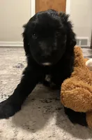 Tiny , a  Aussiedoodle for sale in Pittsburgh, PA – Photo 6 of 7
