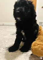 Tiny , a  Aussiedoodle for sale in Pittsburgh, PA – Photo 5 of 7