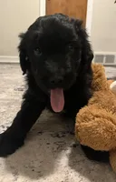 Tiny , a  Aussiedoodle for sale in Pittsburgh, PA – Photo 7 of 7