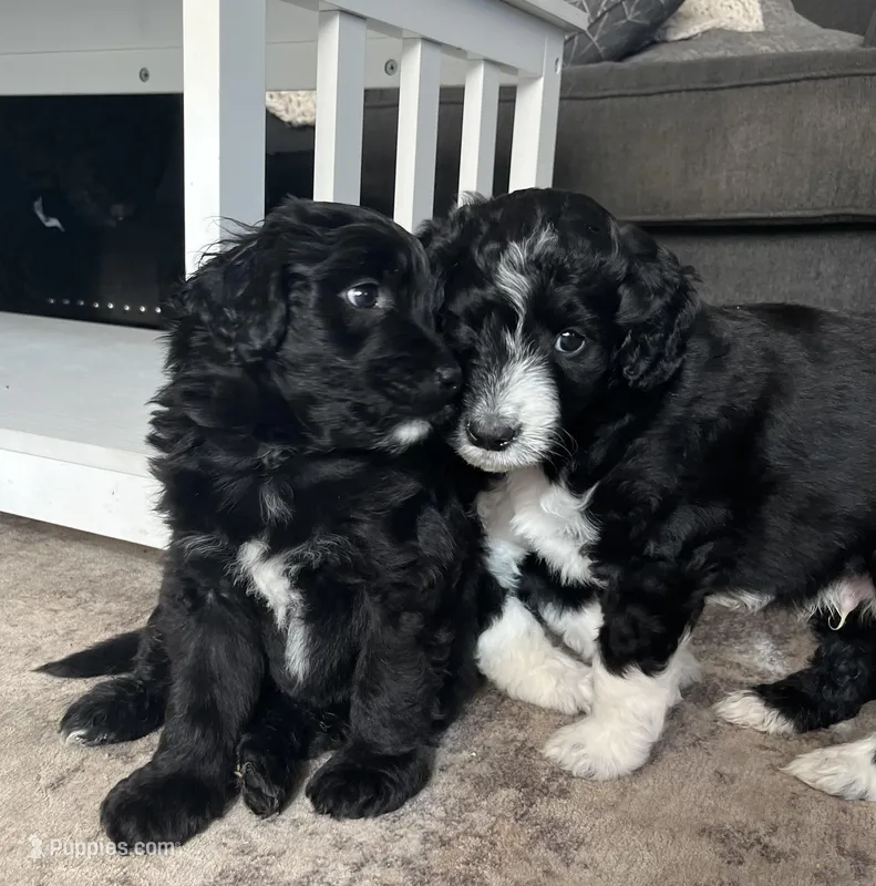 Tiny  – Aussiedoodle puppy for sale in Pittsburgh, PA