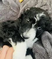 Baxter , a  Aussiedoodle for sale in Pittsburgh, PA – Photo 3 of 7