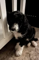 Baxter , a  Aussiedoodle for sale in Pittsburgh, PA – Photo 4 of 7