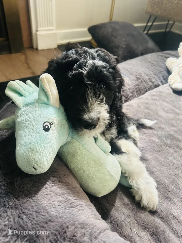 Baxter  – Aussiedoodle puppy for sale in Pittsburgh, PA