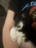 Baxter , a  Aussiedoodle for sale in Pittsburgh, PA – Photo 2 of 7