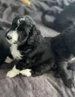 Baxter , a  Aussiedoodle for sale in Pittsburgh, PA – Photo 7 of 7