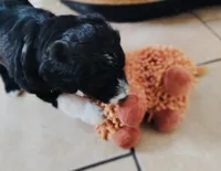 Scarlet , a  Aussiedoodle for sale in Pittsburgh, PA – Photo 6 of 8