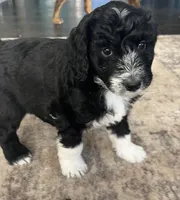 Scarlet , a  Aussiedoodle for sale in Pittsburgh, PA – Photo 1 of 8
