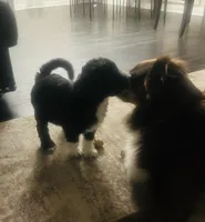 Scarlet , a  Aussiedoodle for sale in Pittsburgh, PA – Photo 2 of 8