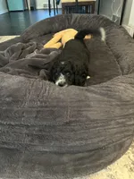 Scarlet , a  Aussiedoodle for sale in Pittsburgh, PA – Photo 5 of 8