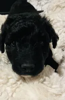 Lucky , a  Aussiedoodle for sale in Pittsburgh, PA – Photo 3 of 6