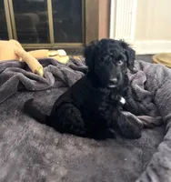 Lucky , a  Aussiedoodle for sale in Pittsburgh, PA – Photo 6 of 6