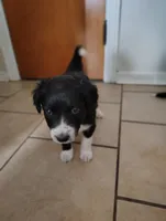 Socks , a  Aussiedoodle for sale in Pittsburgh, PA – Photo 2 of 5