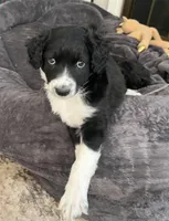 Socks , a  Aussiedoodle for sale in Pittsburgh, PA – Photo 1 of 5