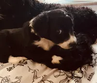 Socks , a  Aussiedoodle for sale in Pittsburgh, PA – Photo 5 of 5