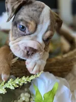 BUMBLE BEE, a male Olde English Bulldogge for sale in Pittsburg, CA – Photo 7 of 9