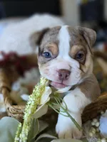 BUMBLE BEE, a male Olde English Bulldogge for sale in Pittsburg, CA – Photo 5 of 9