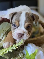 BUMBLE BEE, a male Olde English Bulldogge for sale in Pittsburg, CA – Photo 8 of 9
