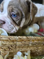 BUMBLE BEE, a male Olde English Bulldogge for sale in Pittsburg, CA – Photo 3 of 9