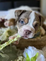 BUMBLE BEE, a male Olde English Bulldogge for sale in Pittsburg, CA – Photo 9 of 9