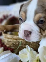 BUMBLE BEE, a male Olde English Bulldogge for sale in Pittsburg, CA – Photo 4 of 9