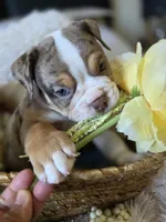 BUMBLE BEE, a male Olde English Bulldogge for sale in Pittsburg, CA – Photo 2 of 9