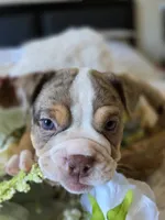 BUMBLE BEE, a male Olde English Bulldogge for sale in Pittsburg, CA – Photo 6 of 9