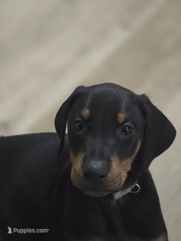 No name yet. – Doberman Pinscher puppy for sale in Deer Lodge, TN