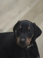 No name yet., a male Doberman Pinscher for sale in Deer Lodge, TN – 1 of 3
