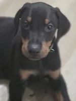 No name yet., a male Doberman Pinscher for sale in Deer Lodge, TN – 3 of 3