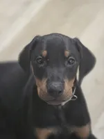 No name yet., a male Doberman Pinscher for sale in Deer Lodge, TN – 2 of 3