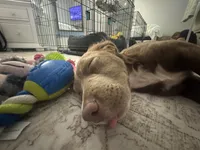 Birdie , a female Cocker Spaniel and Labrador Retriever for sale in Port Saint Lucie, FL – 3 of 4
