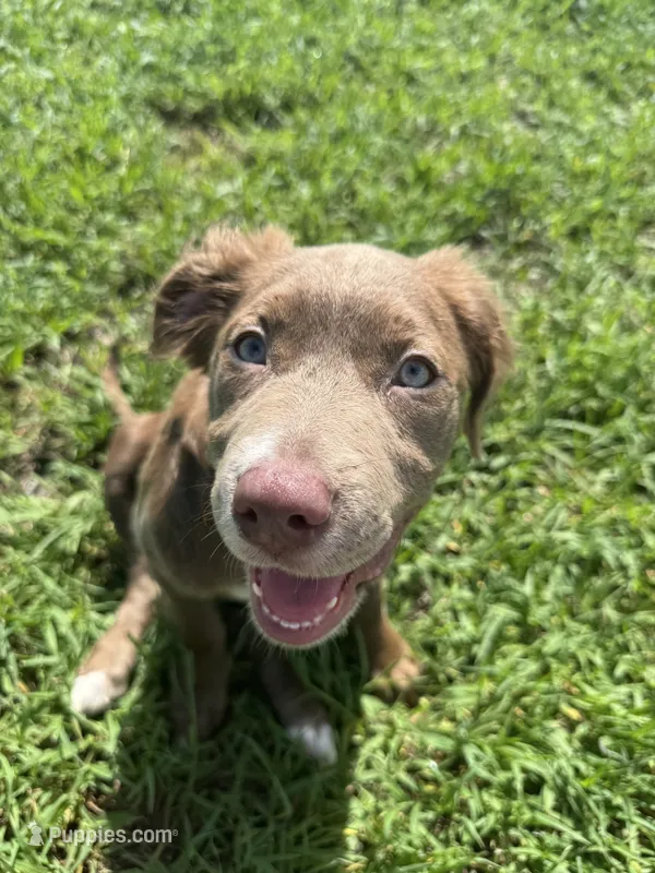 Birdie  – Cocker Spaniel, Labrador Retriever puppy for sale in Port Saint Lucie, FL