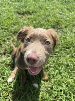 Birdie , a female Cocker Spaniel and Labrador Retriever for sale in Port Saint Lucie, FL – 1 of 4