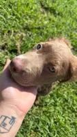 Birdie , a female Cocker Spaniel and Labrador Retriever for sale in Port Saint Lucie, FL – 2 of 4