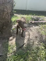 Birdie , a female Cocker Spaniel and Labrador Retriever for sale in Port Saint Lucie, FL – 4 of 4