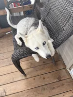 Dora, a female Siberian Husky for sale in Maurice, LA – Photo 7 of 7