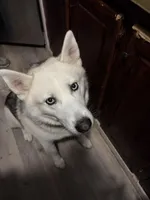 Dora, a female Siberian Husky for sale in Maurice, LA – Photo 5 of 7